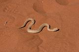 IMG_9465 vipera cornuta del Sahara (Cerastes cerastes)